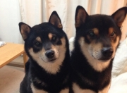 LOL决赛-奇才式逆袭粉碎强敌，德甲争冠焦点战上演惊心对决