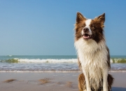 LOL赛事-时空错位的荣耀，勇士绝杀与哈利伯顿的东决宣言