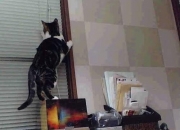 LOL赛事-虚拟奥斯梅恩降临南美赛场？当错误关键词演绎出决定性传奇