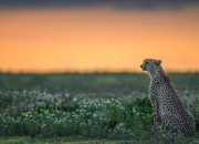 英雄联盟总决赛-血色黎明，墨西哥铁蹄下的防线粉碎者门迪