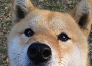 英雄联盟总决赛直播-钢铁与探戈，布雷默的重炮如何击碎玻利维亚的节奏迷宫