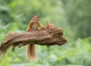 英雄联盟总决赛2025-跨联赛焦点战，北京队连续得分狂潮，全面压制猛龙队彰显战术威力