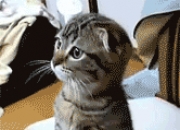 英雄联盟总决赛赛程-绿茵焦点与篮球风暴，意甲鏖战与雷霆骑士的极限压制