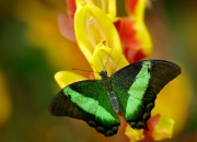 LOL决赛-跨洲对决，乌拉圭与摩纳哥的绿茵博弈，本泽马关键战再度封神