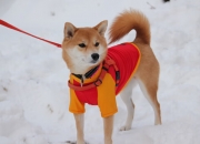 英雄联盟总决赛门票-从安联到美加墨，一粒棋子与一整盘棋—穆勒的意志传承与德国足球的加时赛基因