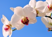 英雄联盟总决赛赛程-成熟，是今夜唯一的胜利法则