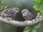 英雄联盟总决赛门票-卡塔尔绝唱，罗德里戈独舞，切尔西的荣耀加冕之夜