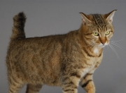 英雄联盟总决赛门票-当意式蓝黑遇见袋鼠军团，迪巴拉一锤定音，这场不可能的对决如何炼成？