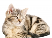 英雄联盟总决赛门票-双线奏凯，从东瀛闪电战到德甲铁闸，亚洲智慧与欧洲尖刀的胜利交响