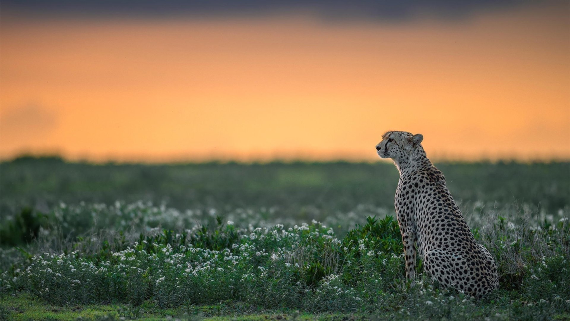 血色黎明,墨西哥铁蹄下的防线粉碎者门迪