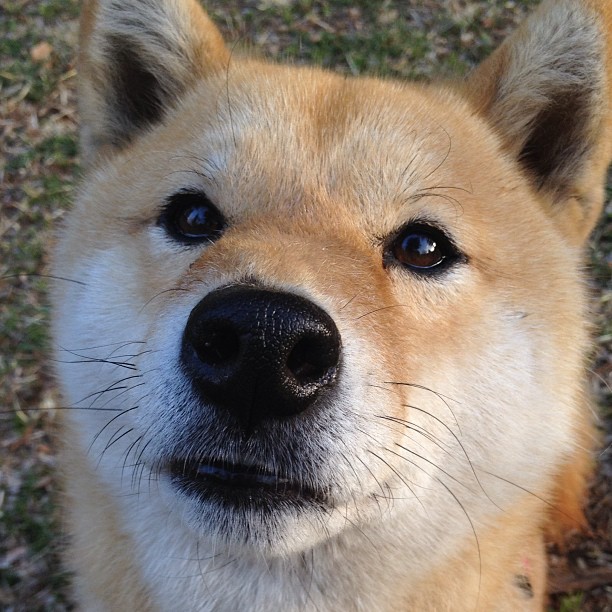 钢铁与探戈，布雷默的重炮如何击碎玻利维亚的节奏迷宫