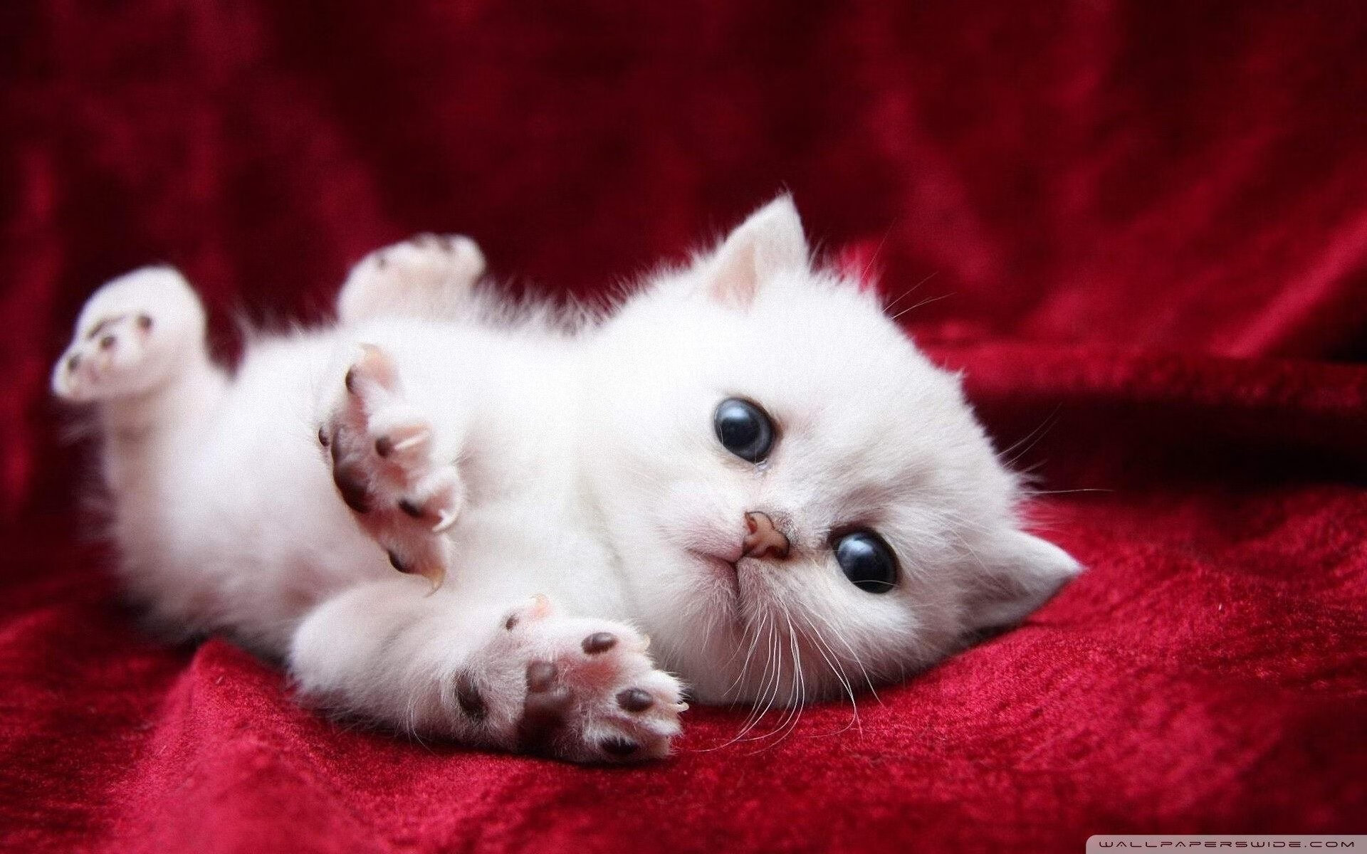 基米希的致命弧线，当希腊带走苏格兰的夜晚，他刻下唯一坐标