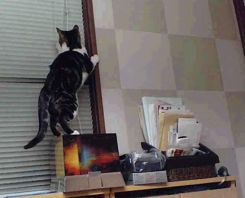 跨联赛焦点战,北京队连续得分狂潮,全面压制猛龙队彰显战术威力