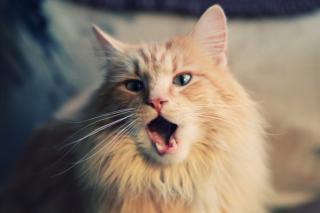 欧洲足坛双星闪耀，拜仁横扫荷兰显霸权，久保建英焦点战证价值