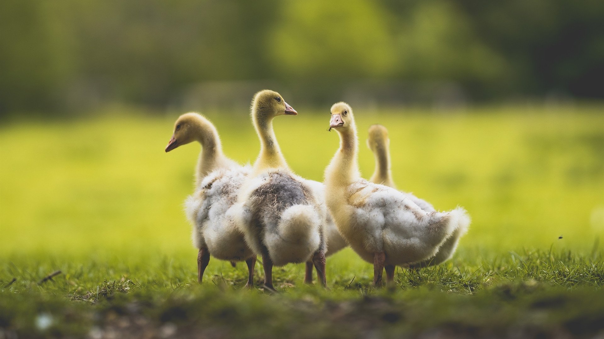 杰伦格林时刻降临CBA！单骑闯关摧毁广厦防线，猛龙客场高奏凯歌