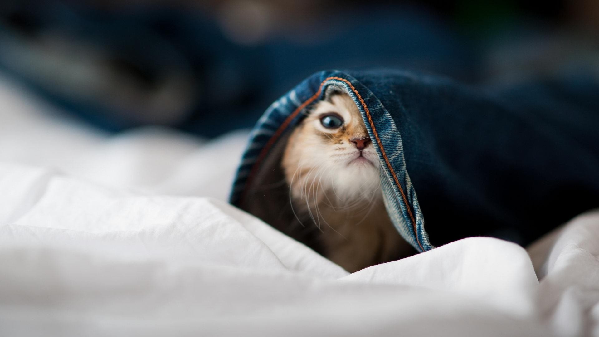 攻防两端统治!北京队击败山西队,本土球星演绎字母哥式全能表现