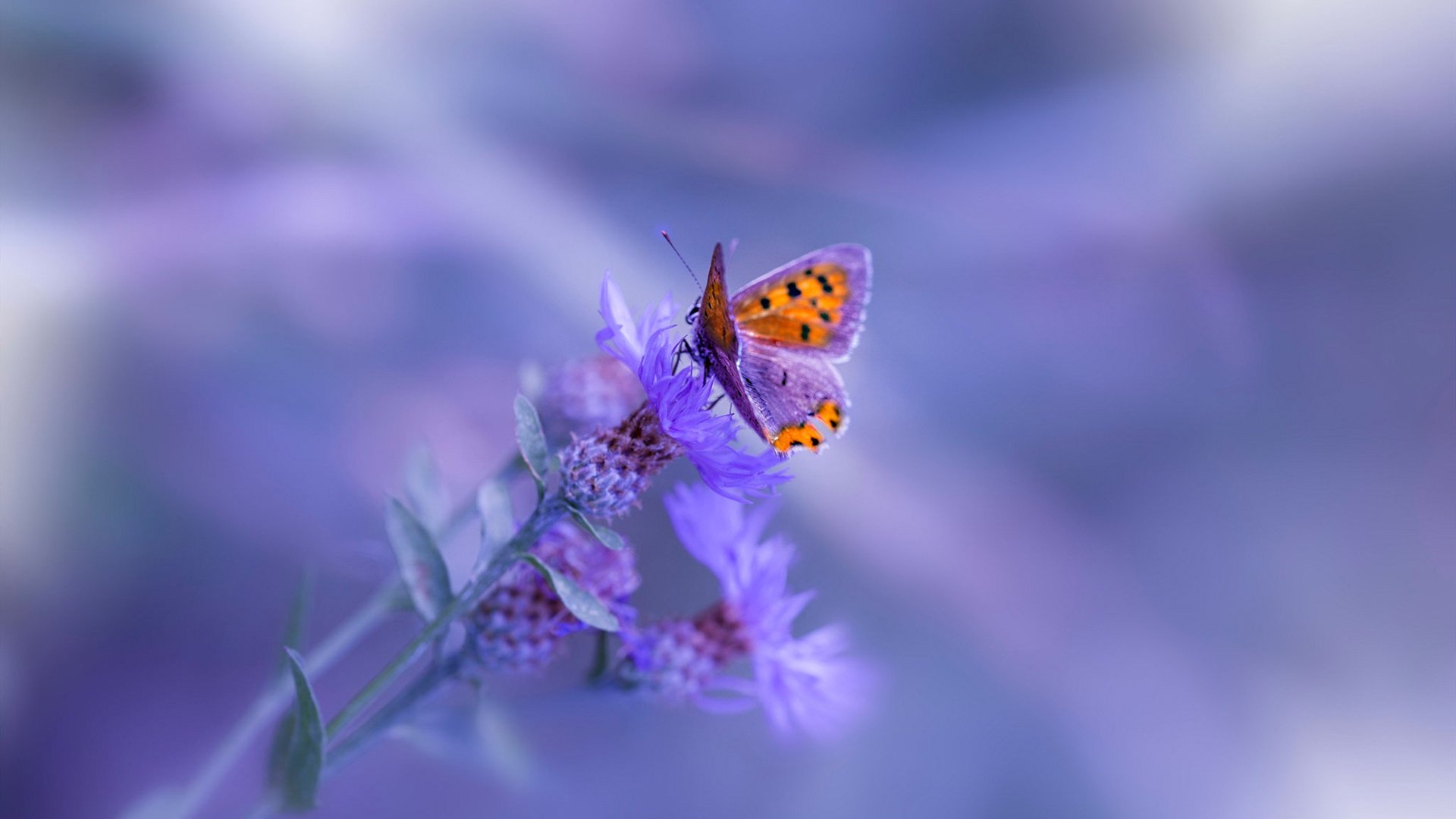 冰与沙的对决，德里赫特一锤定音，伊拉克1-0压制冰岛