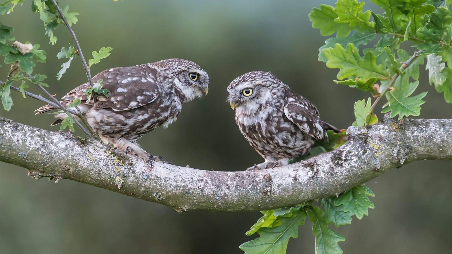 卡塔尔绝唱,罗德里戈独舞,切尔西的荣耀加冕之夜