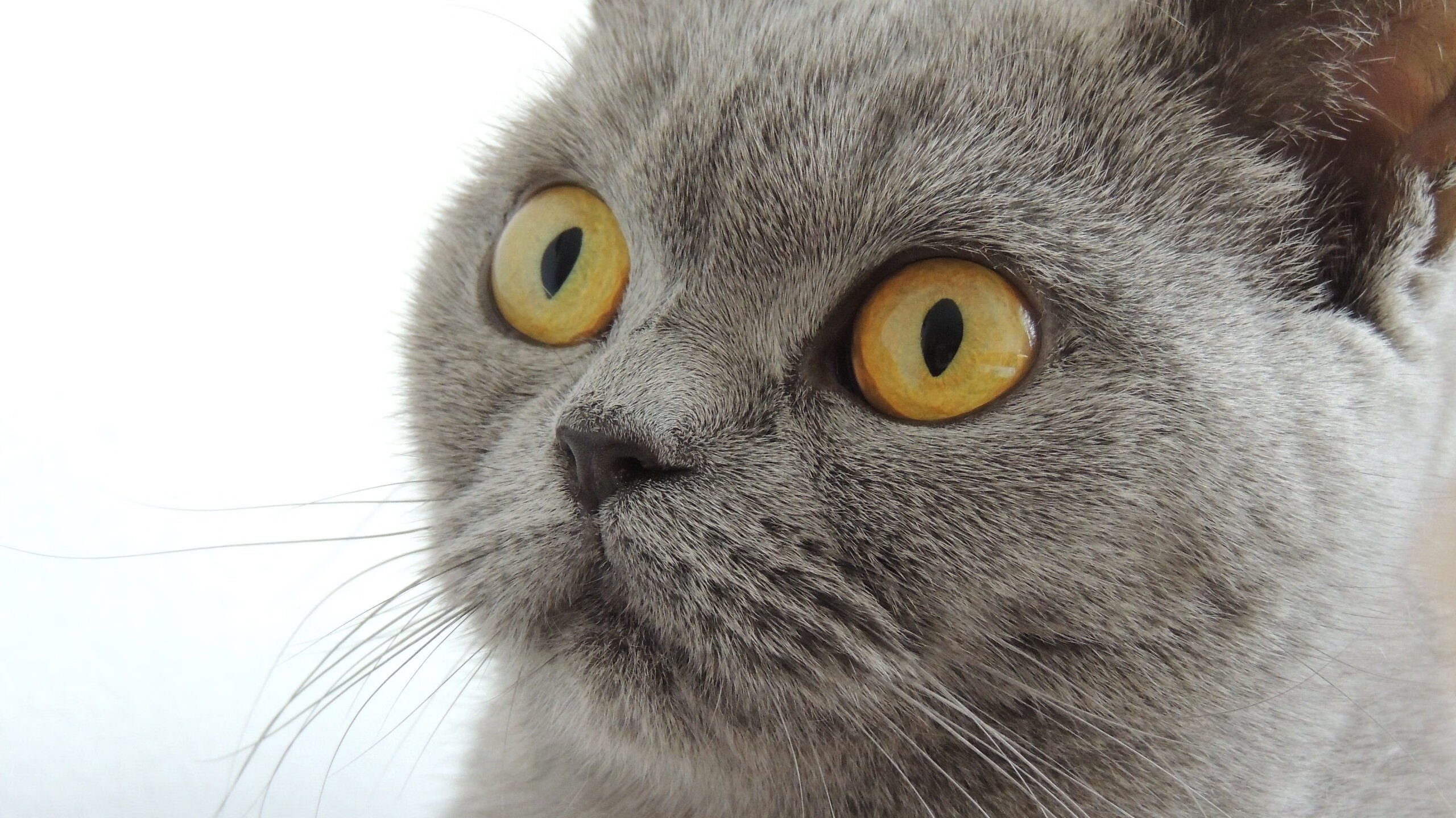 窒息五分钟，莫兰特末节绞杀尼克斯，无人可复制的硬仗基因