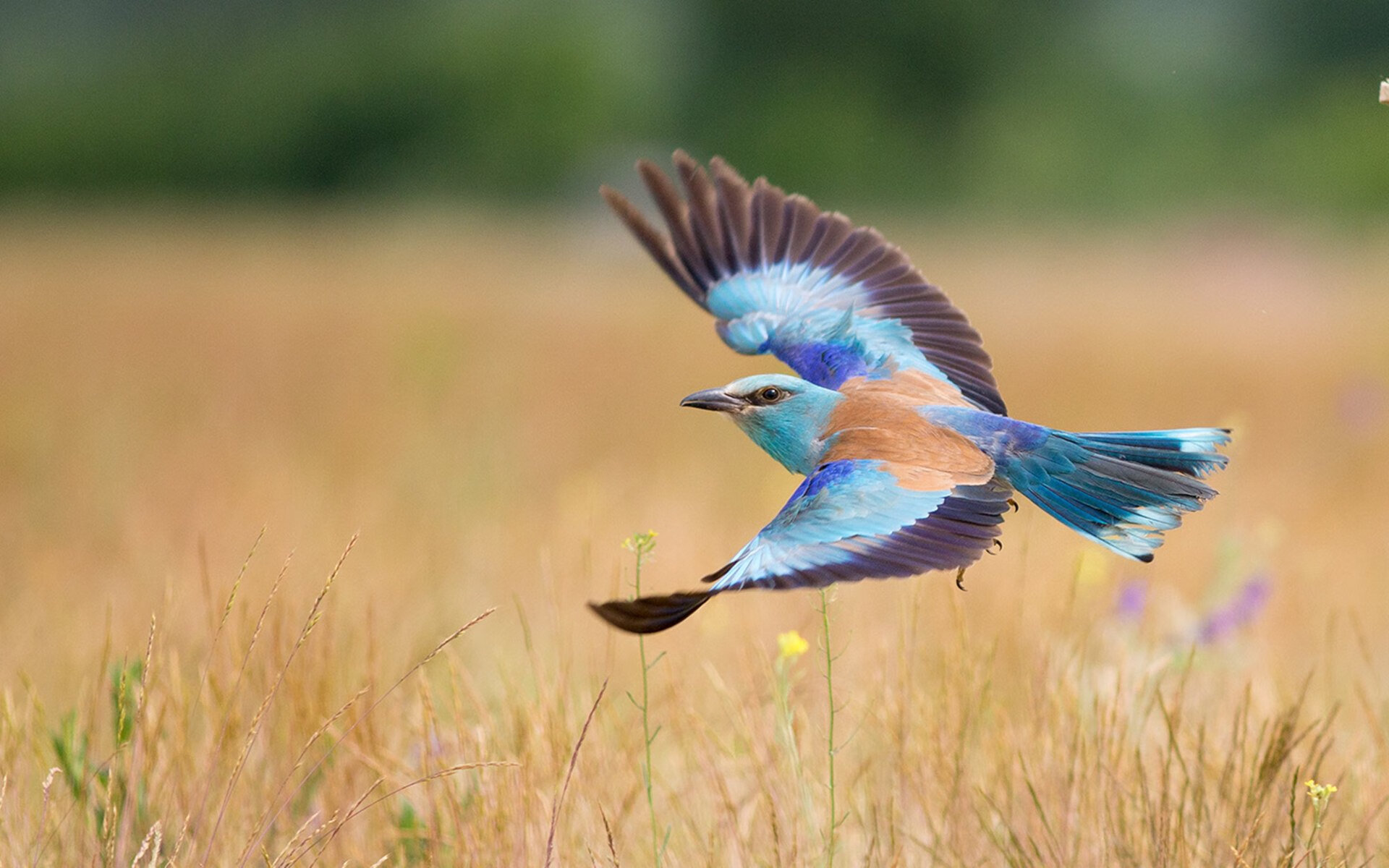 魔幻现实，2026世界杯镜像对决—当新长城粉碎枪手之魂