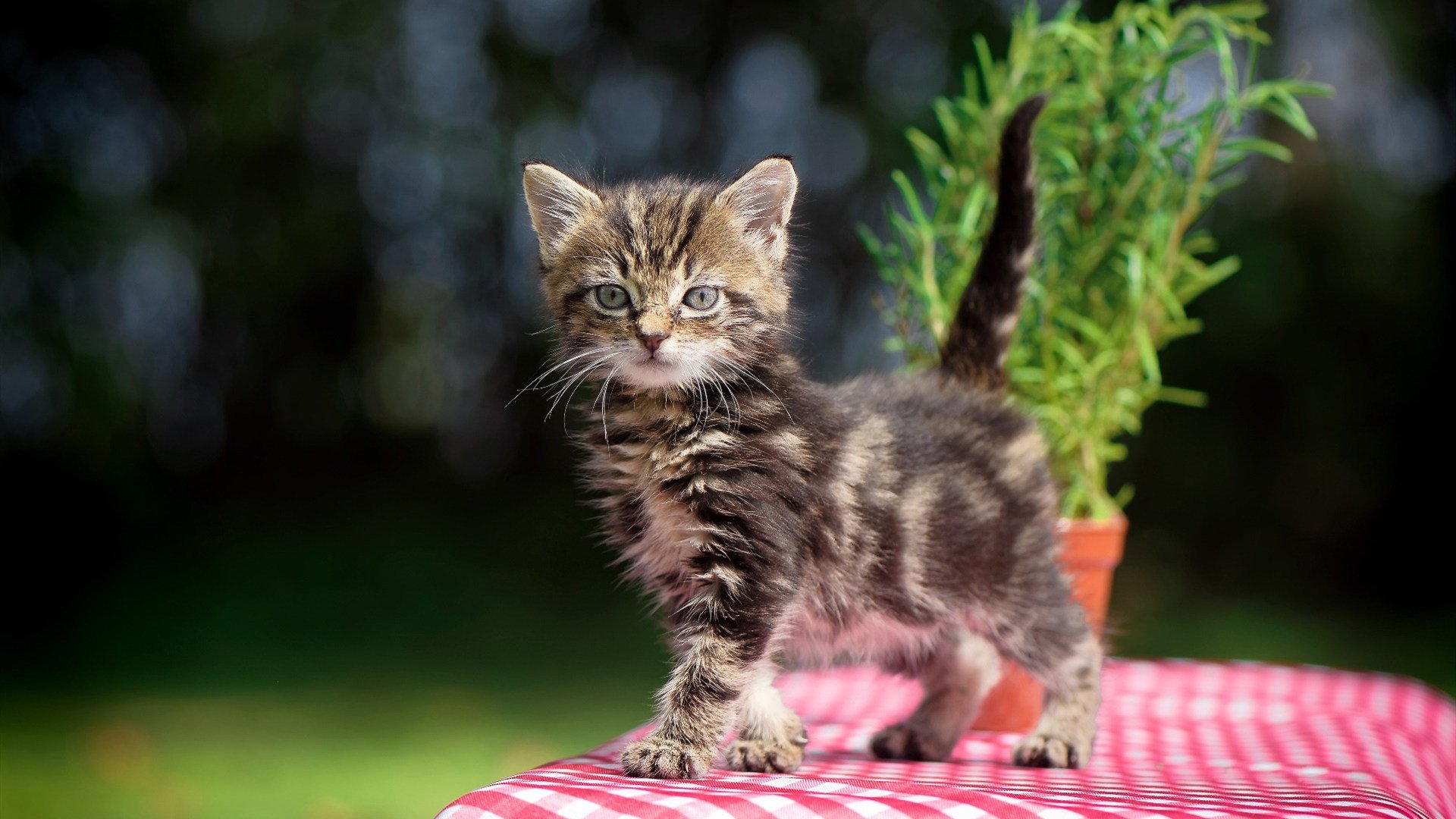 太阳终结黄蜂九连胜神话，小贾伦·杰克逊的封神之夜