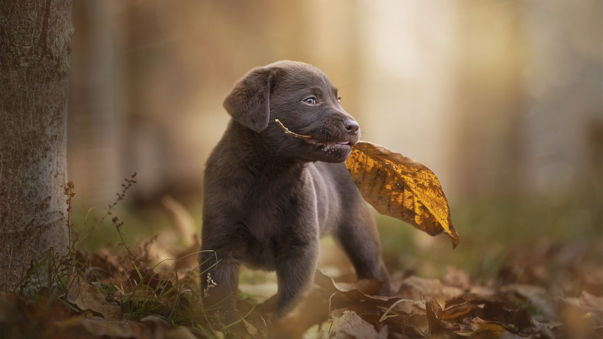 紫百合绽放潘帕斯，引擎与探戈的终极狂想曲—佛罗伦萨如何征服布宜诺斯艾利斯的心脏