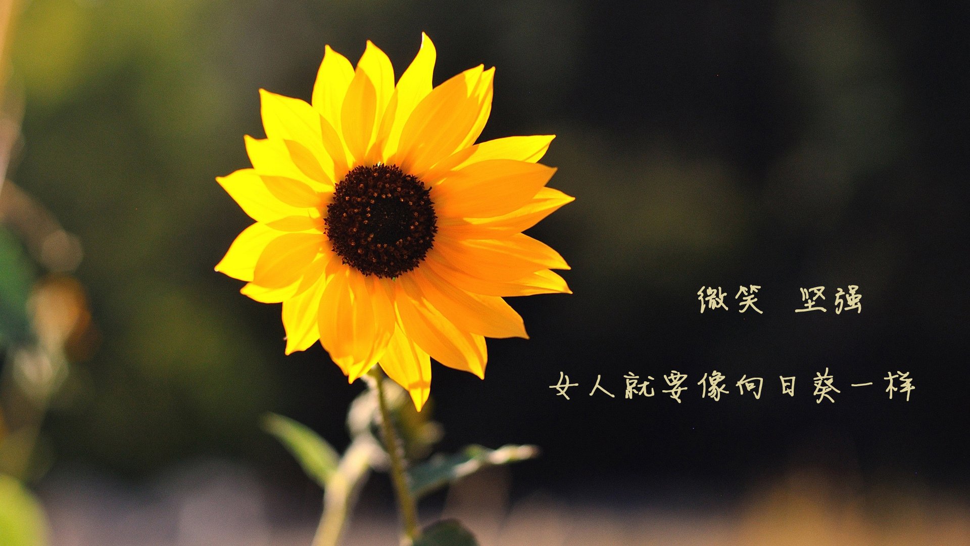 逆转之夜，2026世界杯D组，美国破茧成蝶，福登点亮北美荣耀